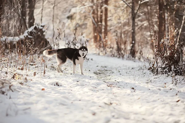 Zima Husky Portret Spacerze Piękny Pies Przyrodzie Przyjaźń Zwierzę Domowe — Zdjęcie stockowe