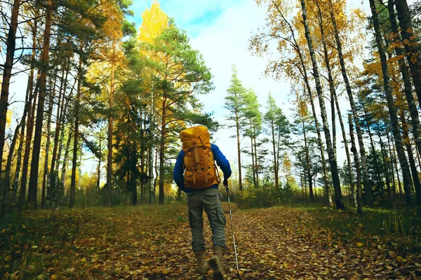 Homme Avec Sac Dos Une Vue Dos Randonnée Dans Forêt — Photo