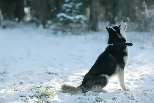散歩中の冬のハスキーの肖像 自然界の美しい犬 ペット — ストック写真