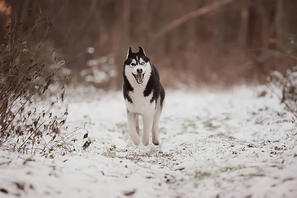 Lustige Huskys Laufen Winter Durch Den Wald Ein Spaziergang Frostigen — Stockfoto