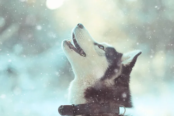 Χειμώνα Πορτρέτο Husky Μια Βόλτα Όμορφο Σκυλί Στη Φύση Φιλία — Φωτογραφία Αρχείου