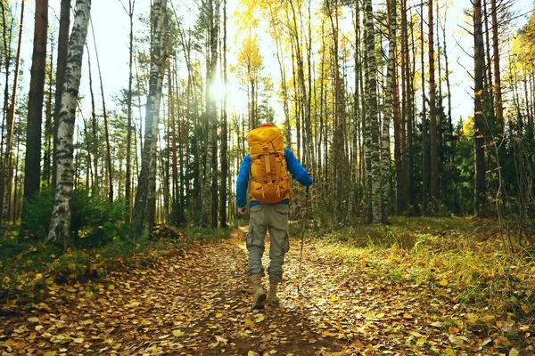 Man Backpack View Back Hiking Forest Autumn Landscape Back Tourist — Stock Photo, Image