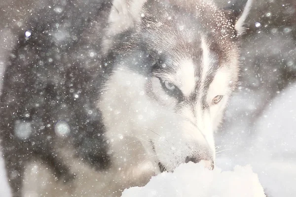 Husky Pestrobarevnýma Očima Sníh Procházce Portrét Psa Zimě — Stock fotografie