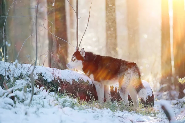 Winter Husky Porträt Auf Einem Spaziergang Schöner Hund Der Natur — Stockfoto