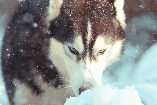 Husky Com Olhos Multicores Come Neve Passeio Retrato Cão Inverno — Fotografia de Stock