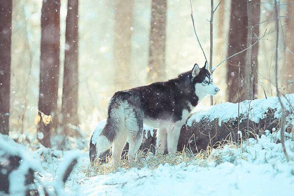 Wolf in winter forest, wild northern nature, landscape with animal