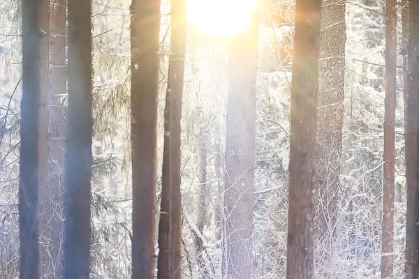 Paisagem Inverno Floresta Belas Árvores Cobertas Neve Vista Sazonal Natureza — Fotografia de Stock