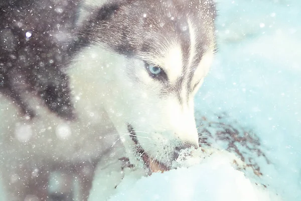 Хаски Разноцветными Глазами Ест Снег Прогулке Портрет Собаки Зимой — стоковое фото