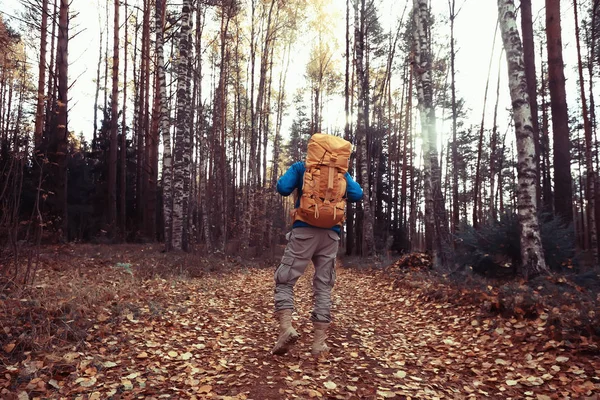 Осень Кемпинг Лесу Мужчина Путешествует Лесу Желтые Листья Пейзаж Октябре — стоковое фото