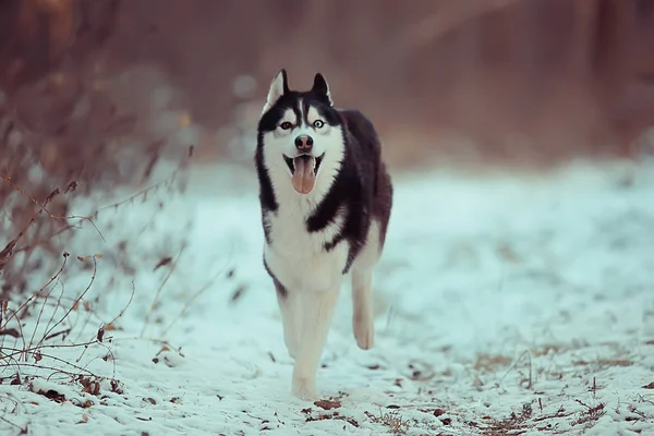 Husky Divertido Corre Través Del Bosque Invierno Paseo Bosque Cubierto —  Fotos de Stock