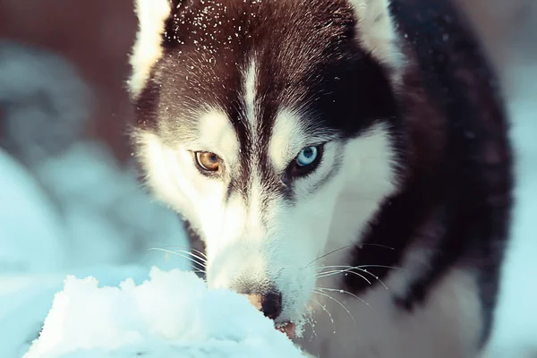 Husky Πολύχρωμα Μάτια Τρώει Χιόνι Μια Βόλτα Πορτρέτο Ενός Σκύλου — Φωτογραφία Αρχείου