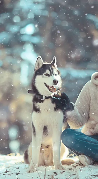 带着狗在冬天的森林里散步 阳光灿烂的圣诞风景 公园里的朋友们和狗在一起 — 图库照片