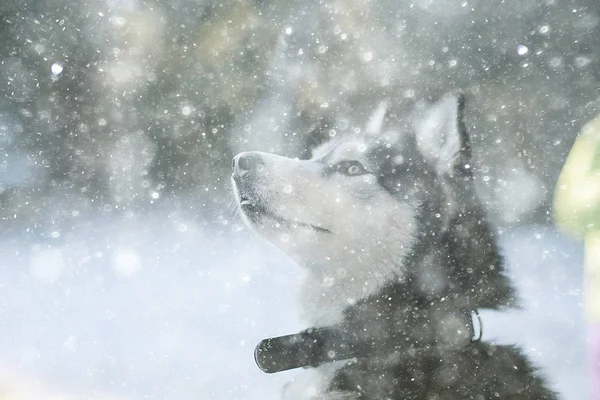 Winter Husky Portrait Walk Beautiful Dog Nature Friendship Pet — Stockfoto