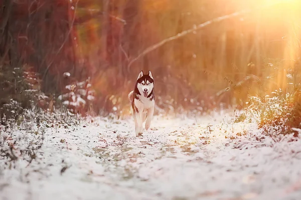 有趣的哈士奇在冬天穿过森林 在结冰的雪地里散步 在冬天的风景里可爱的哈士奇 — 图库照片