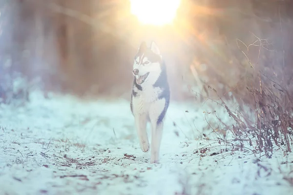 冬季森林中的狼 野生北部自然 与动物的景观 — 图库照片