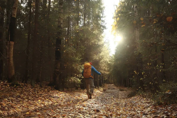 Mann Mit Rucksack Blick Von Hinten Wandern Wald Herbstlandschaft Touristenrücken — Stockfoto