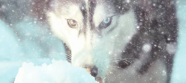 Husky Con Ojos Multicolores Come Nieve Paseo Retrato Perro Invierno — Foto de Stock