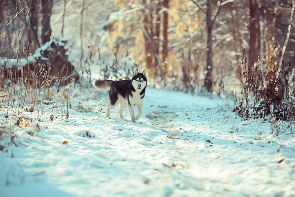 Legrační Husky Běží Lesem Zimě Procházka Mrazivém Zasněženém Lese Roztomilý — Stock fotografie