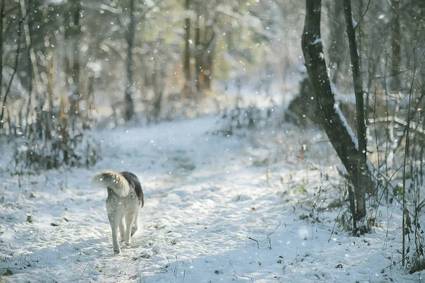 Зимний Портрет Хаски Прогулке Красивая Собака Природе Дружба Питомец — стоковое фото