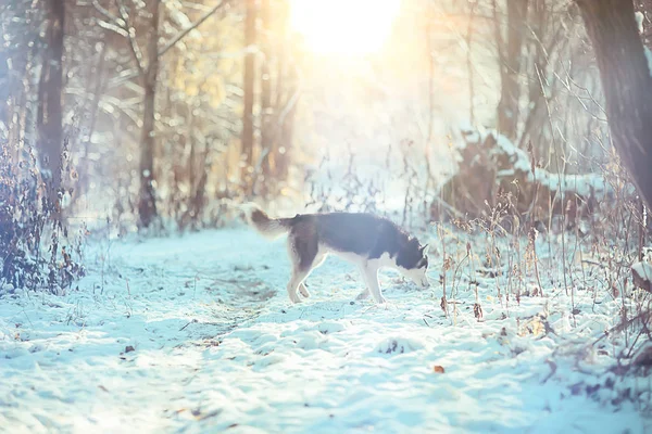 Retrato Husky Invierno Paseo Hermoso Perro Naturaleza Amistad Mascota — Foto de Stock