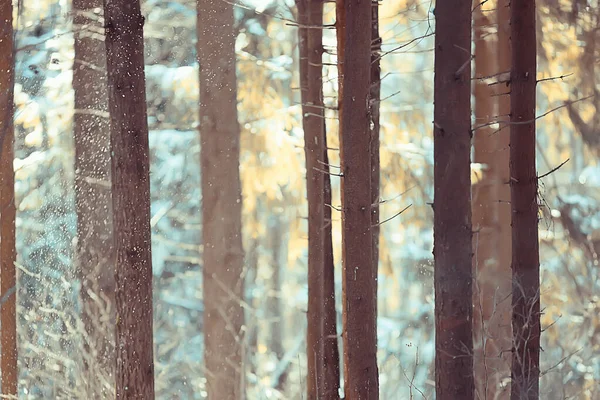 Paysage Hivernal Dans Forêt Beaux Arbres Enneigés Vue Sur Nature — Photo