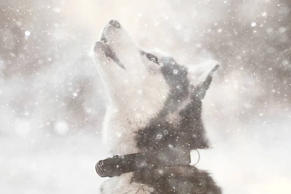 Winter Husky Portrait Walk Beautiful Dog Nature Friendship Pet — Stockfoto