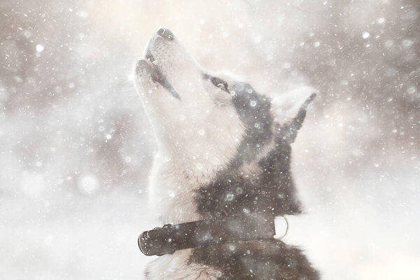 Winter husky portrait on a walk, beautiful dog in nature, friendship, pet