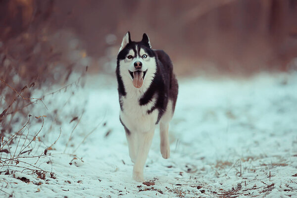 Funny husky runs through the forest in winter, a walk in the frosty snowy forest, a cute husky in the winter landscape