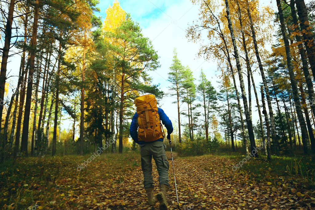 man with  backpack a view from the back, hiking in the forest, autumn landscape, the back of  tourist with a backpack