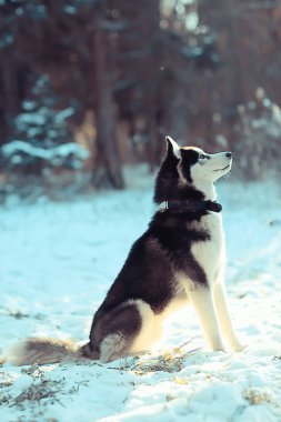 Yürüyüşe çıkmış iri yapılı bir portre, doğadaki güzel bir köpek, arkadaşlık, evcil hayvan.