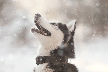 Yürüyüşe çıkmış iri yapılı bir portre, doğadaki güzel bir köpek, arkadaşlık, evcil hayvan.