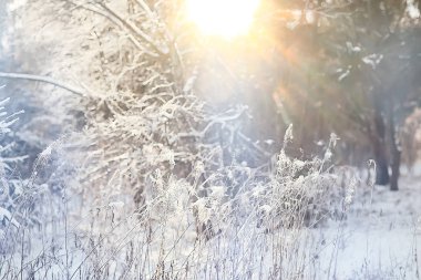 Ormandaki kış manzarası, güzel karla kaplı ağaçlar mevsimlik doğa manzarası, Noel sabahı kar yağışı.