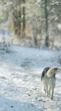 Kış ormanında kurt, vahşi kuzey doğası, hayvanlarla manzara