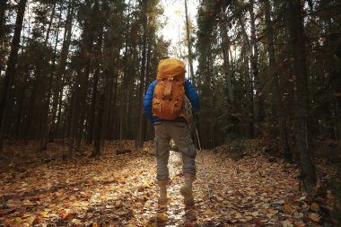Orman yolundaki sonbahar ormanlarında turist, Ekim ormanlarında macera, sonbaharda doğa yürüyüşü.