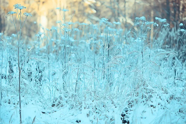 Hiver Paysage Herbe Neige Givre Noël Photo Blanche Sur Nature — Photo