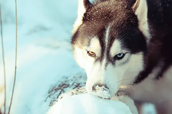 多色眼睛的哈士奇在散步时吃雪 冬天时吃狗的肖像 — 图库照片