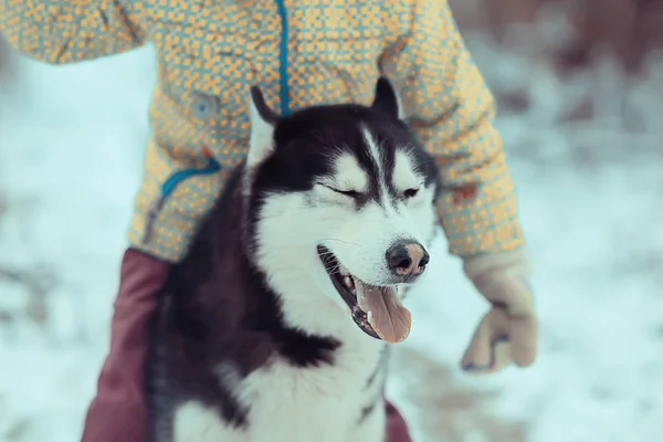Діти Грають Собакою Зимовому Пейзажі Сонячного Лісу Снігопадами Дівчаток Хаскі — стокове фото