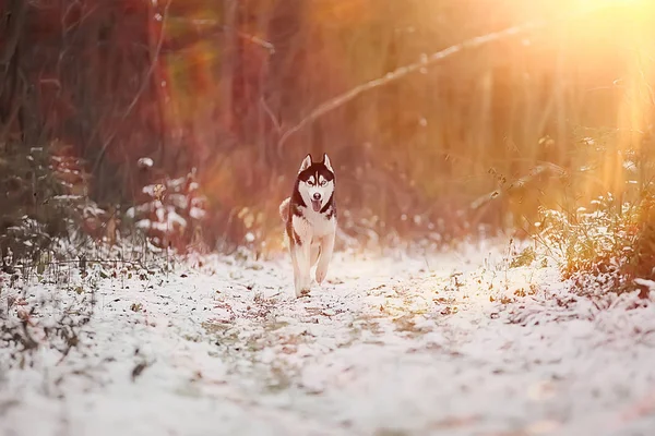 Husky Engraçado Atravessa Floresta Inverno Passeio Floresta Gelada Nevada Husky — Fotografia de Stock