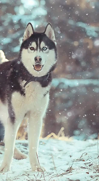 Retrato Husky Invierno Paseo Hermoso Perro Naturaleza Amistad Mascota — Foto de Stock