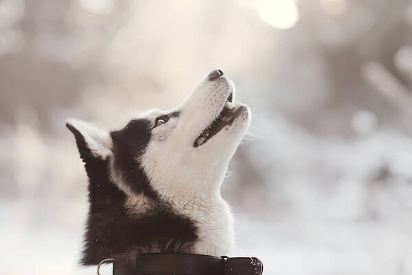 Winter husky portrait on a walk, beautiful dog in nature, friendship, pet
