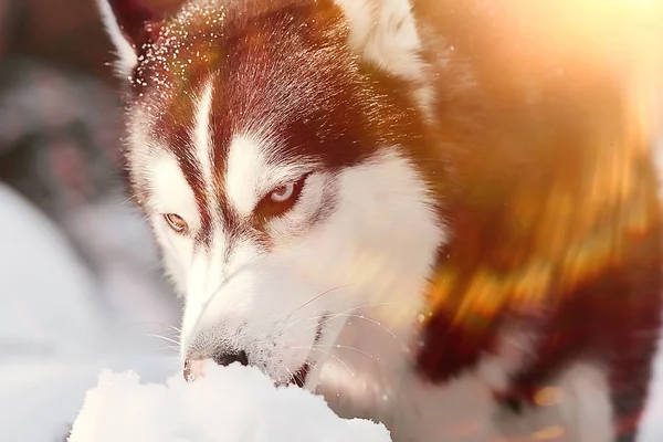 Husky Con Ojos Multicolores Come Nieve Paseo Retrato Perro Invierno —  Fotos de Stock