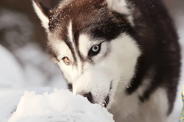 Husky Com Olhos Multicores Come Neve Passeio Retrato Cão Inverno — Fotografia de Stock