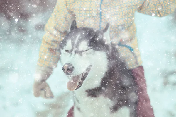 子供たちは日当たりの良い森の冬の風景の中で犬と遊んでいます — ストック写真