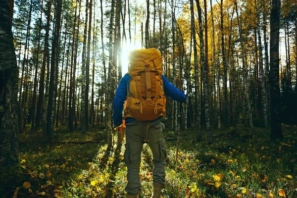 Camping Automne Dans Forêt Voyageur Masculin Promène Dans Forêt Feuilles — Photo
