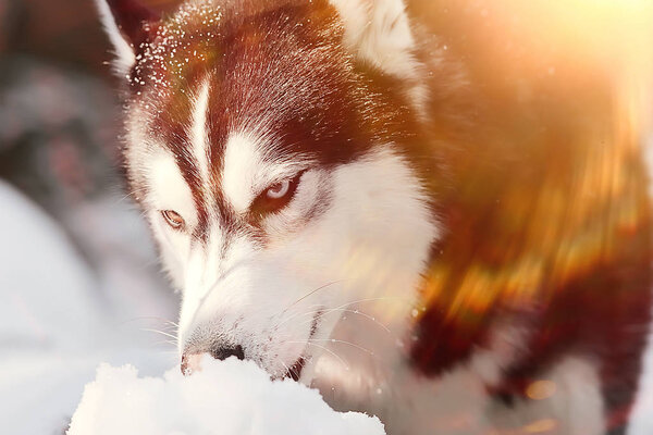 Husky with multi-colored eyes eats snow on a walk, portrait of a dog in winter