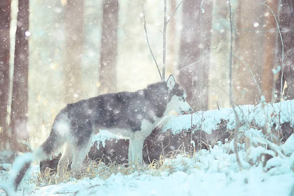 Loup Dans Forêt Hiver Nature Sauvage Nord Paysage Avec Des — Photo