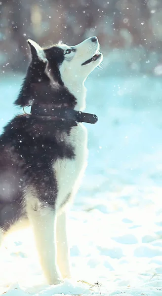 Winter Husky Portret Een Wandeling Mooie Hond Natuur Vriendschap Huisdier — Stockfoto