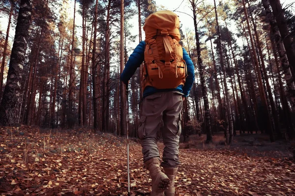 Man Backpack View Back Hiking Forest Autumn Landscape Back Tourist — Stock Photo, Image