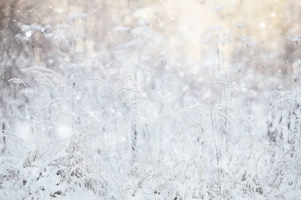 Hiver Paysage Herbe Neige Givre Noël Photo Blanche Sur Nature — Photo