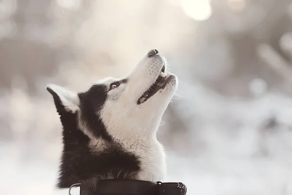 Зимовий Портрет Хаскі Прогулянці Красива Собака Природі Дружба Домашня Тварина — стокове фото